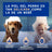 Douxo Skin & Coat Spa Σαμπουάν για τον έλεγχο της τριχόπτωσης σε σκύλους, 250 ml